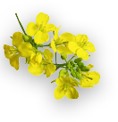 Dalda Pure* Mustard Oil flower 2