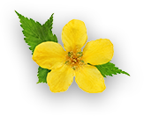 Dalda Pure* Mustard Oil flower 1