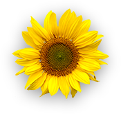 Dalda Refined Sunflower Oil Flower