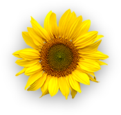 Dalda Refined Sunflower Oil Flower 