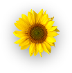 Dalda Refined Sunflower Oil Flower