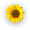 Dalda Cooking Oil Refined Imported Sunflower Oil